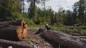Tree and Shrub Care in Cairo, NE