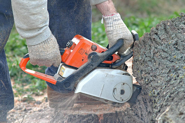 Best Tree Maintenance Programs  in Cairo, NE