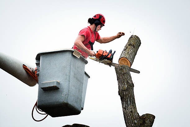 How Our Tree Care Process Works  in  Cairo, NE